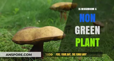 Are Mushrooms Non-Green Plants? Unveiling Their Unique Classification