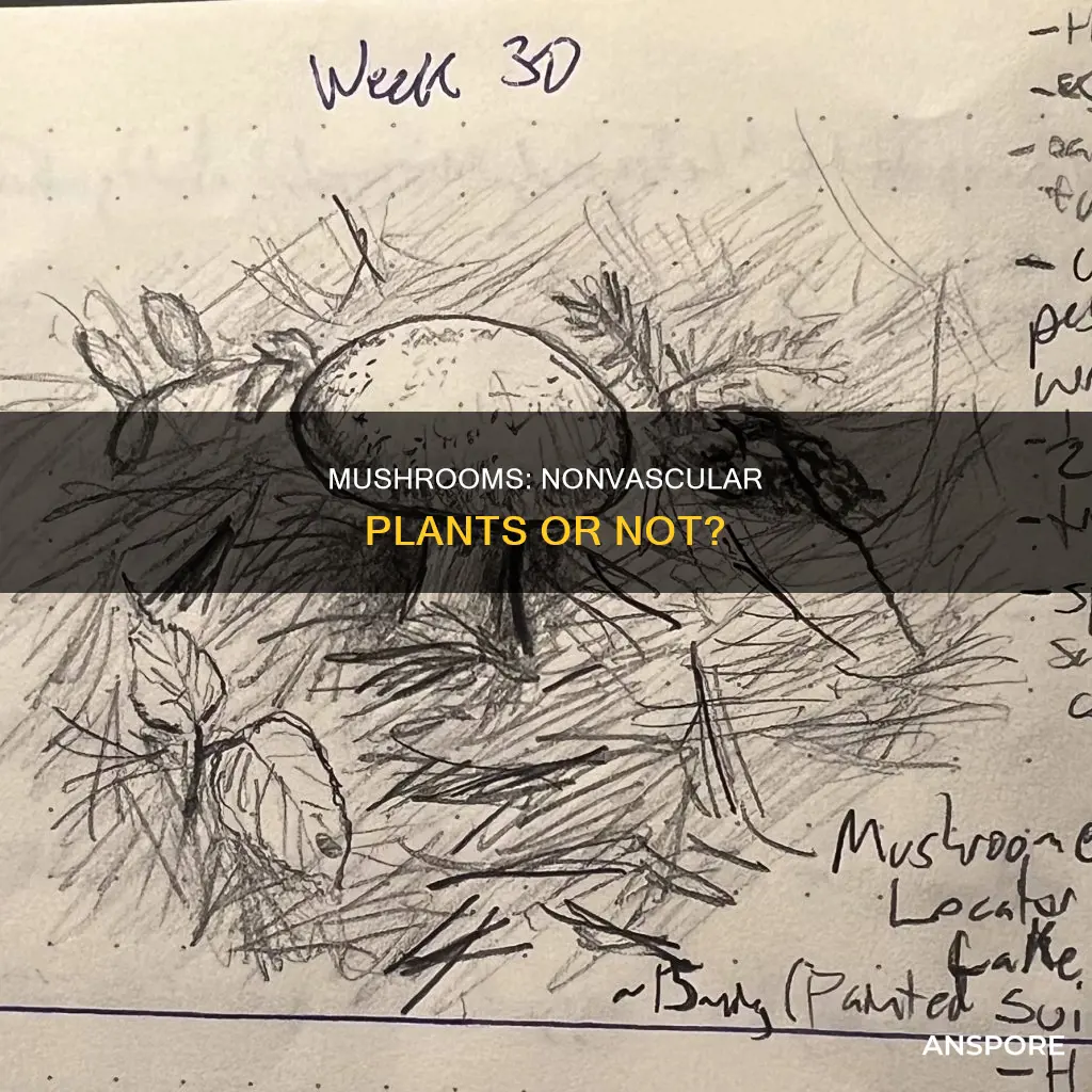 is mushroom a nonvascular plant