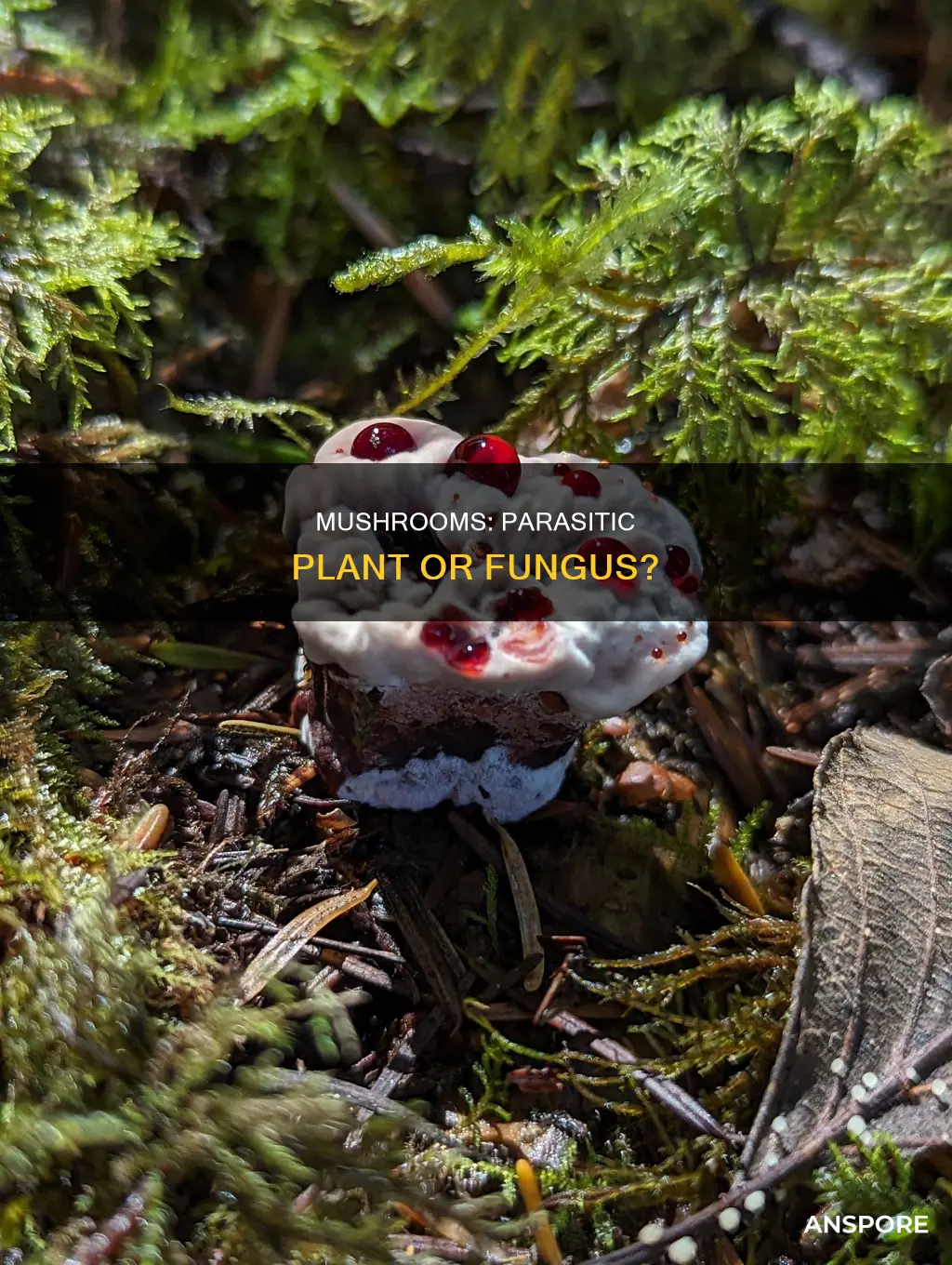 is mushroom a parasitic plant