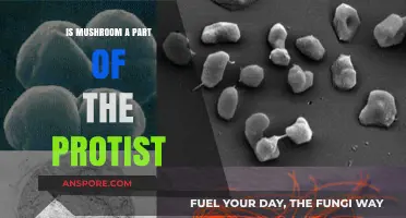 Are Mushrooms Protists? Unraveling Their Biological Classification Mystery