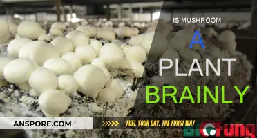 Mushrooms: Plants or Not?