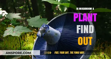 Are Mushrooms Plants? Unveiling the Truth Behind This Fungal Mystery