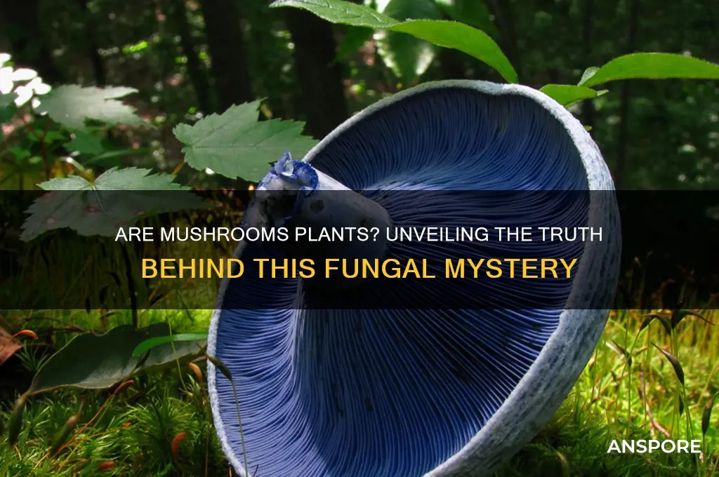 is mushroom a plant find out