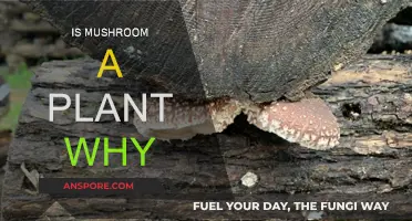 Mushrooms: Are They Plants?