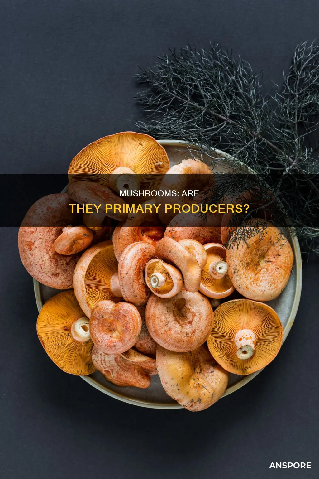 is mushroom a primary producer