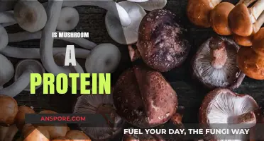 Mushroom Protein Power: Is It Enough?