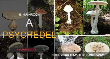 Mushroom's Psychedelic Power: Fact or Fiction?