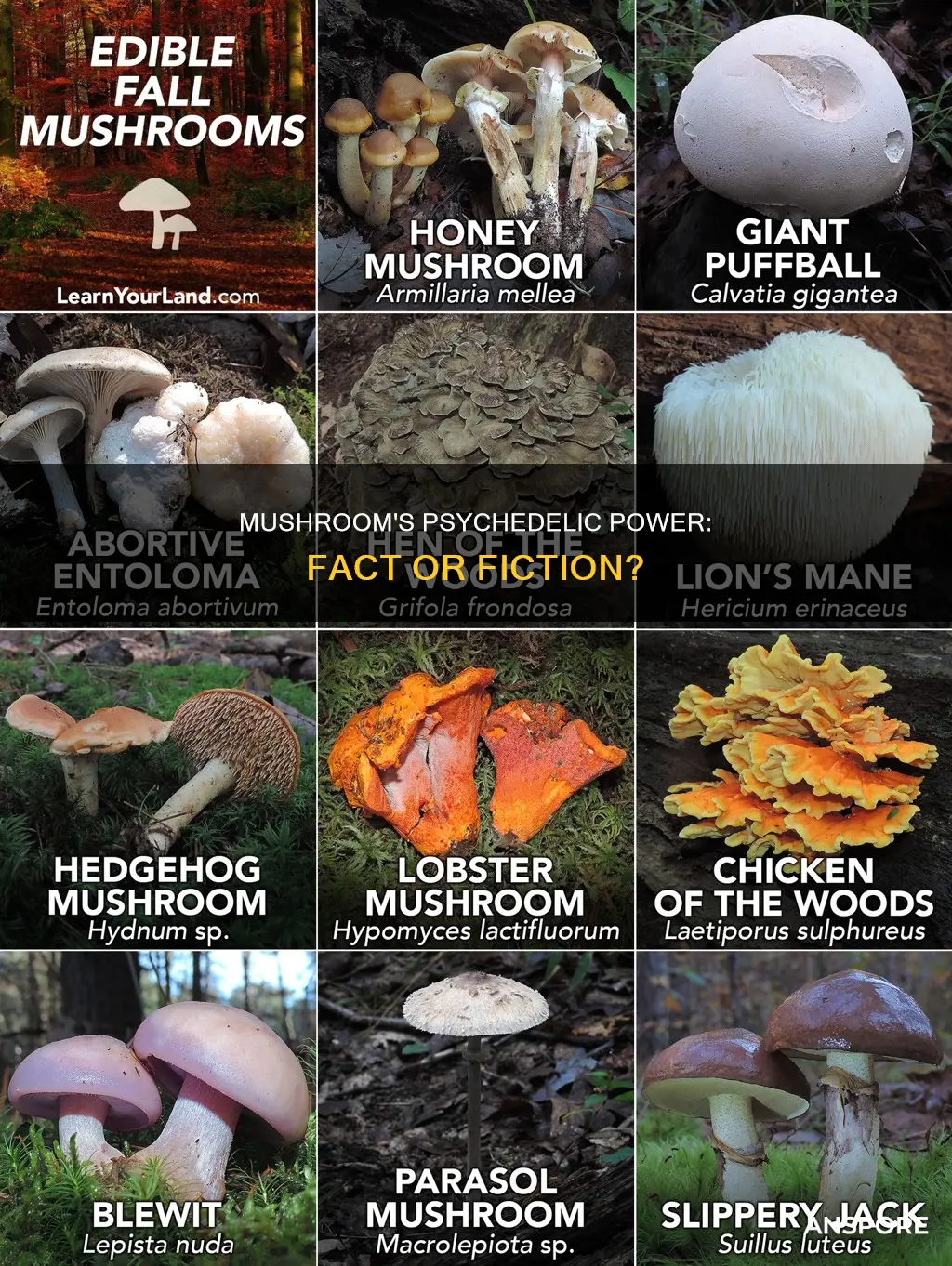 is mushroom a psychedelic