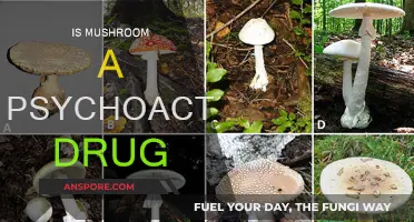 Mushrooms: Are They a Psychoactive Drug?