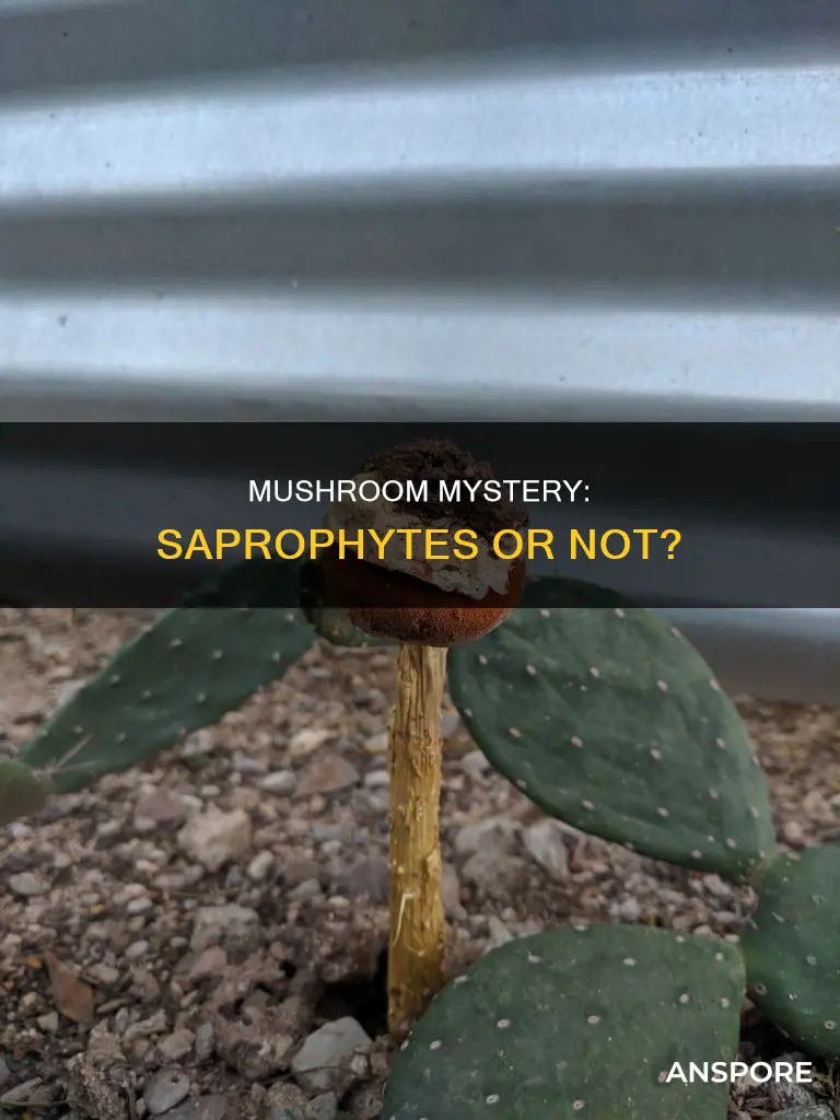 is mushroom a saprophyte