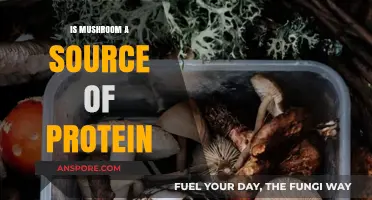 Mushrooms as Protein: Unveiling Their Nutritional Power and Benefits