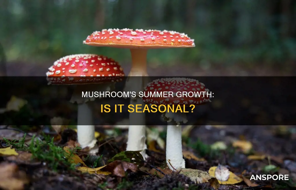 is mushroom a summer