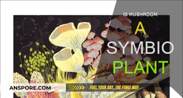 Mushrooms: Nature's Symbiotic Superpowers