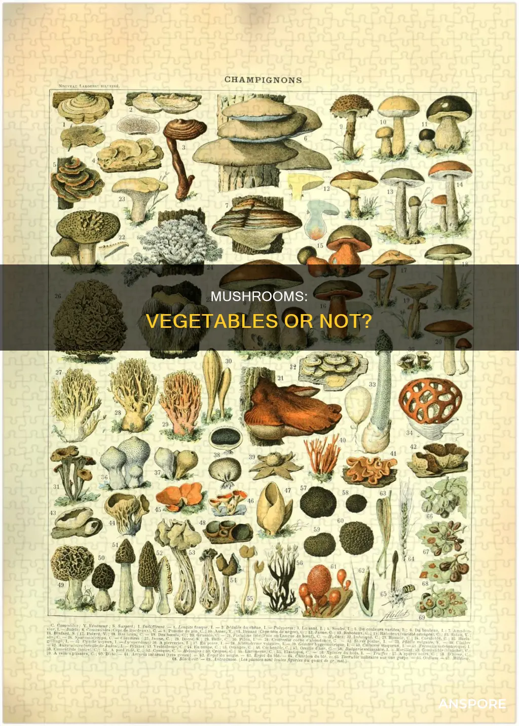 is mushroom a vegetble