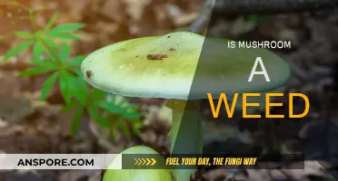 Mushroom Mysteries: Weed or Wonder?