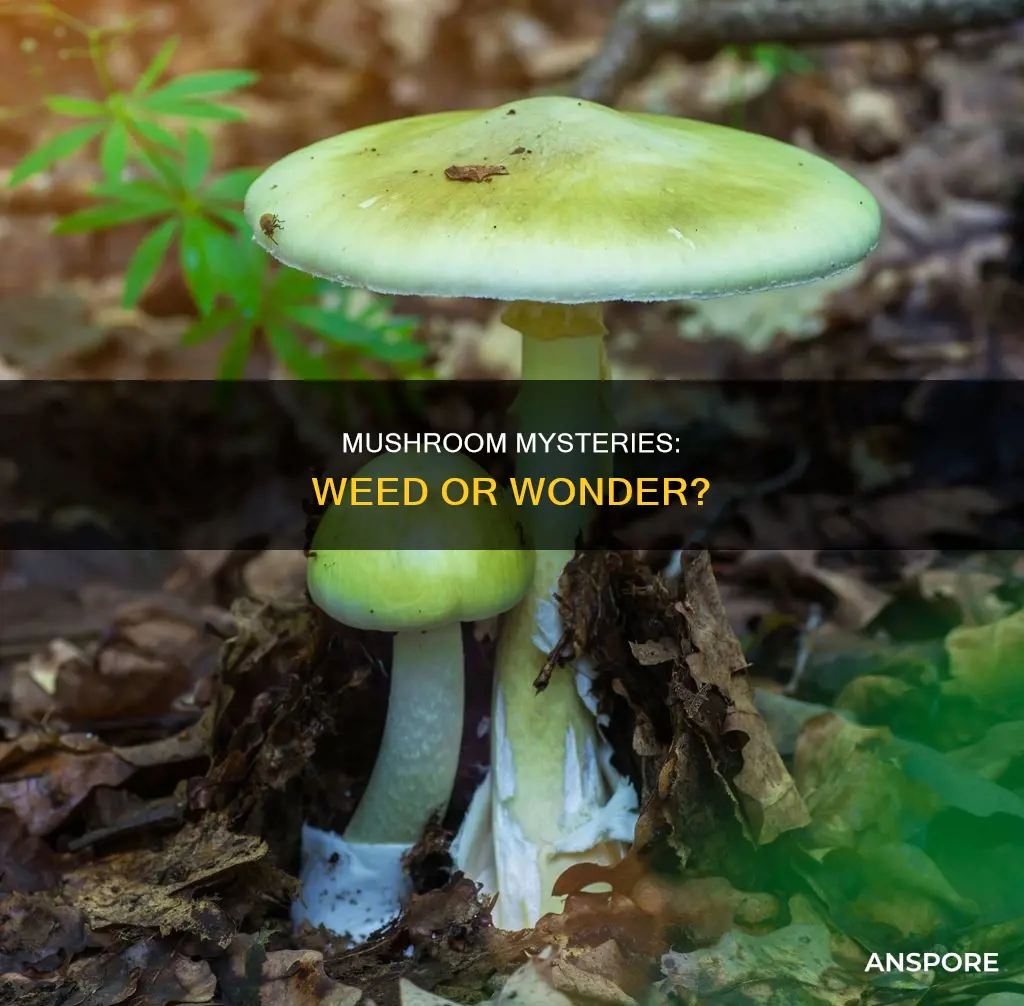 is mushroom a weed