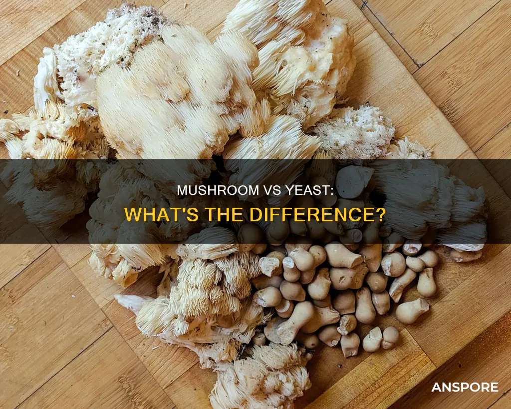 is mushroom a yeast