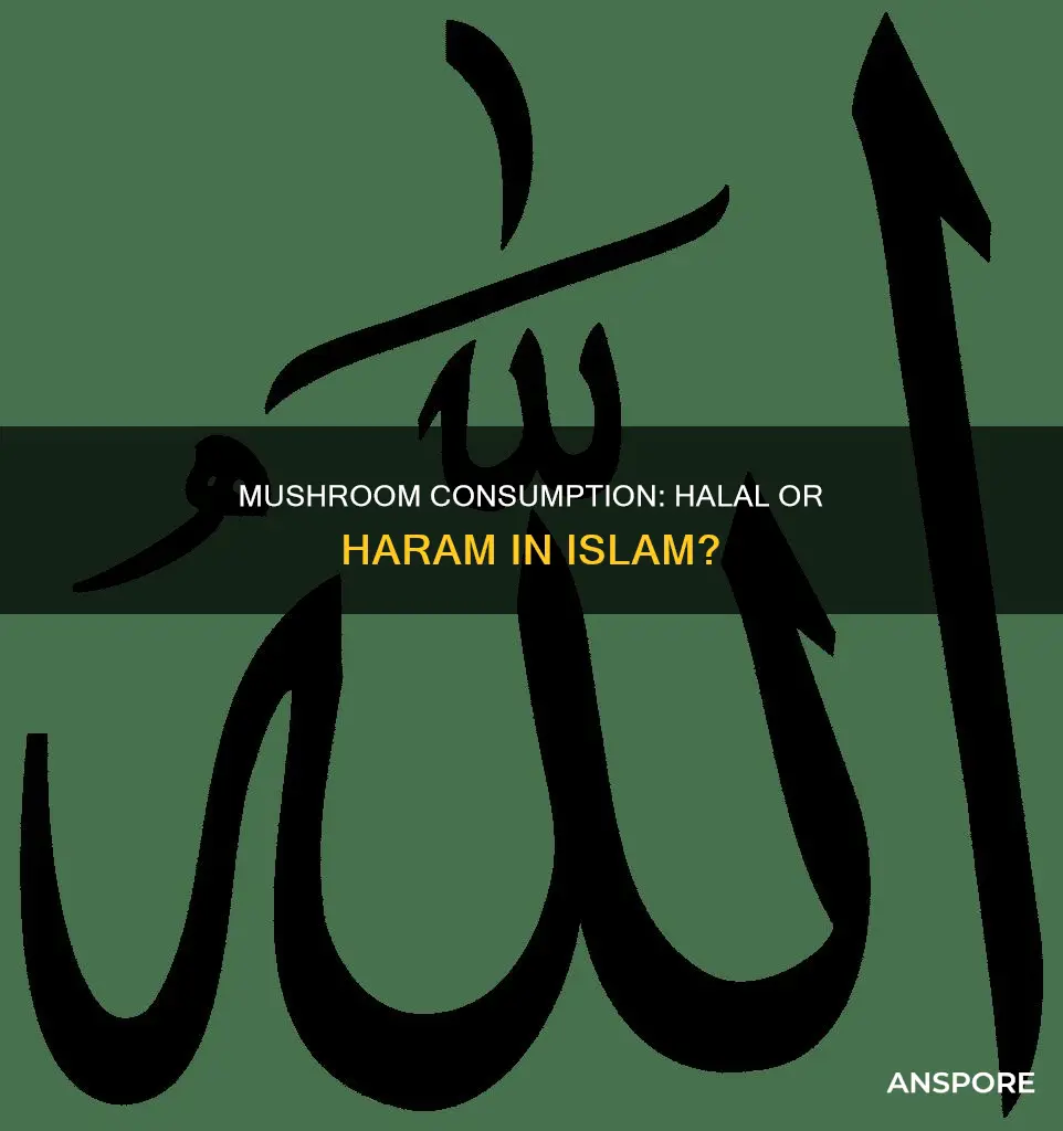is mushroom allowed in islam