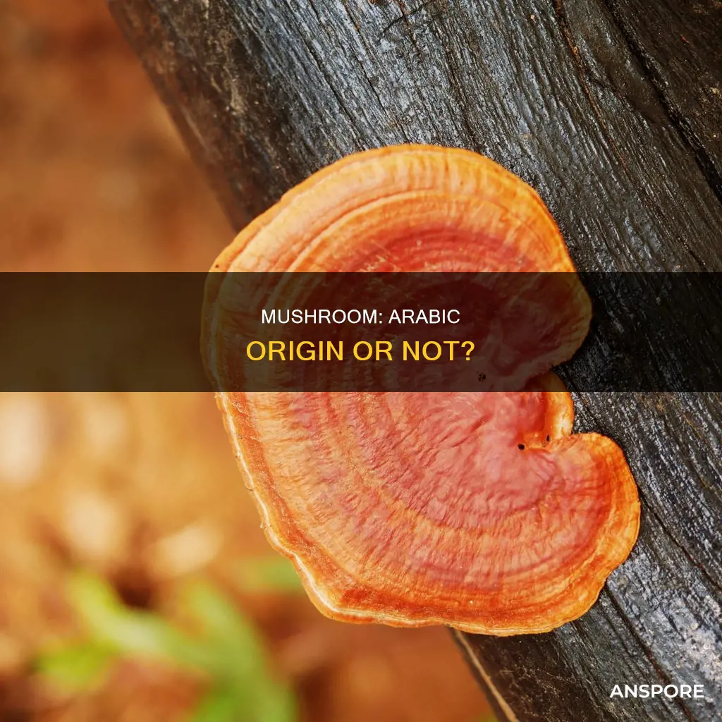 is mushroom an arabic word