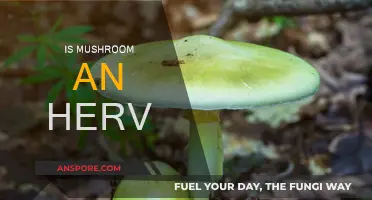 Mushroom Mystery: Herb, Veggie, or Something Else?