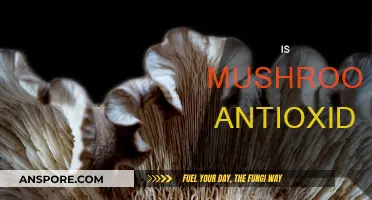 Mushroom Power: Nature's Antioxidant Superfood