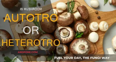 Mushrooms: Autotroph or Heterotroph?