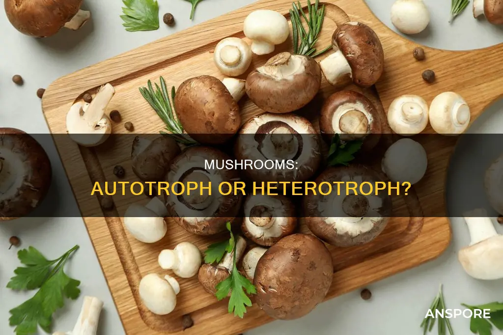 is mushroom autotroph or heterotroph