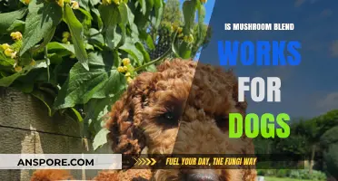 Can Mushroom Blends Benefit Your Dog's Health and Wellness?