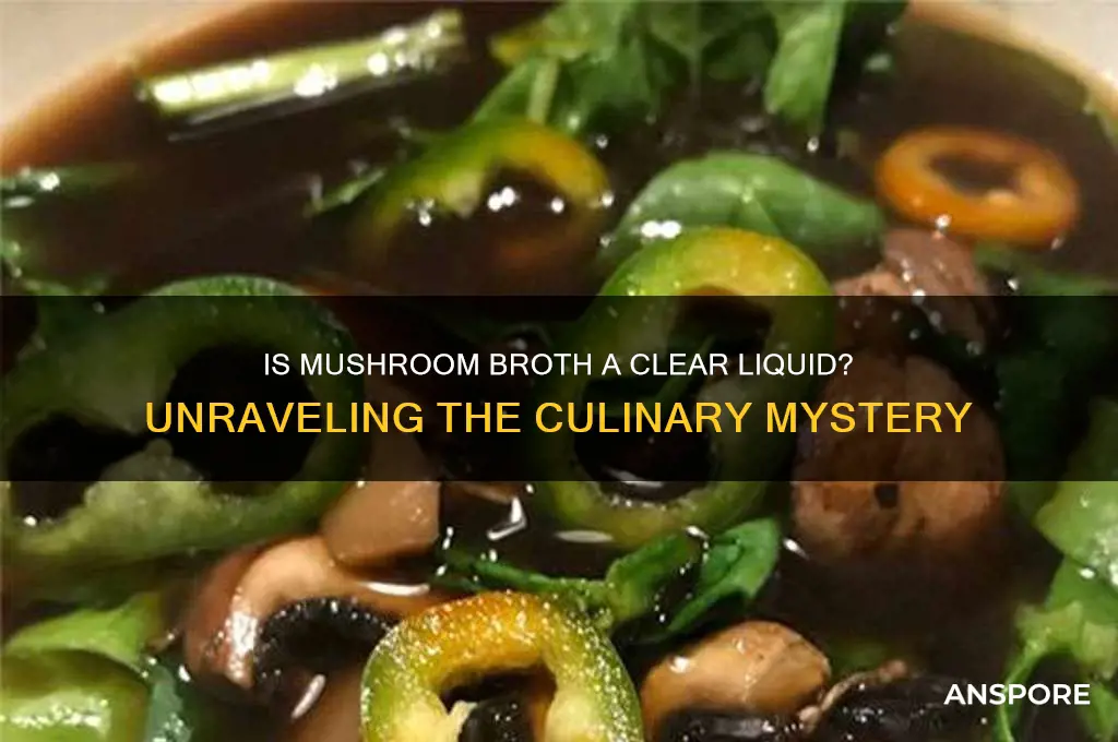 is mushroom broth a clear liquid