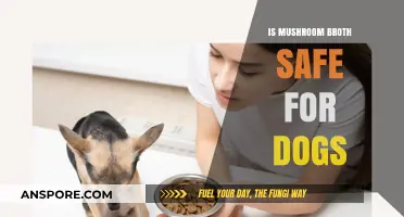 Can Dogs Safely Drink Mushroom Broth? A Pet Owner's Guide