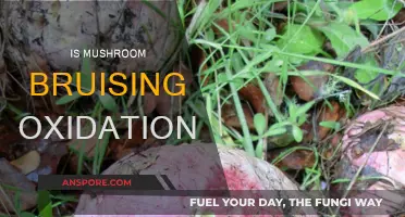 Mushroom Bruising: Oxidation or Not?