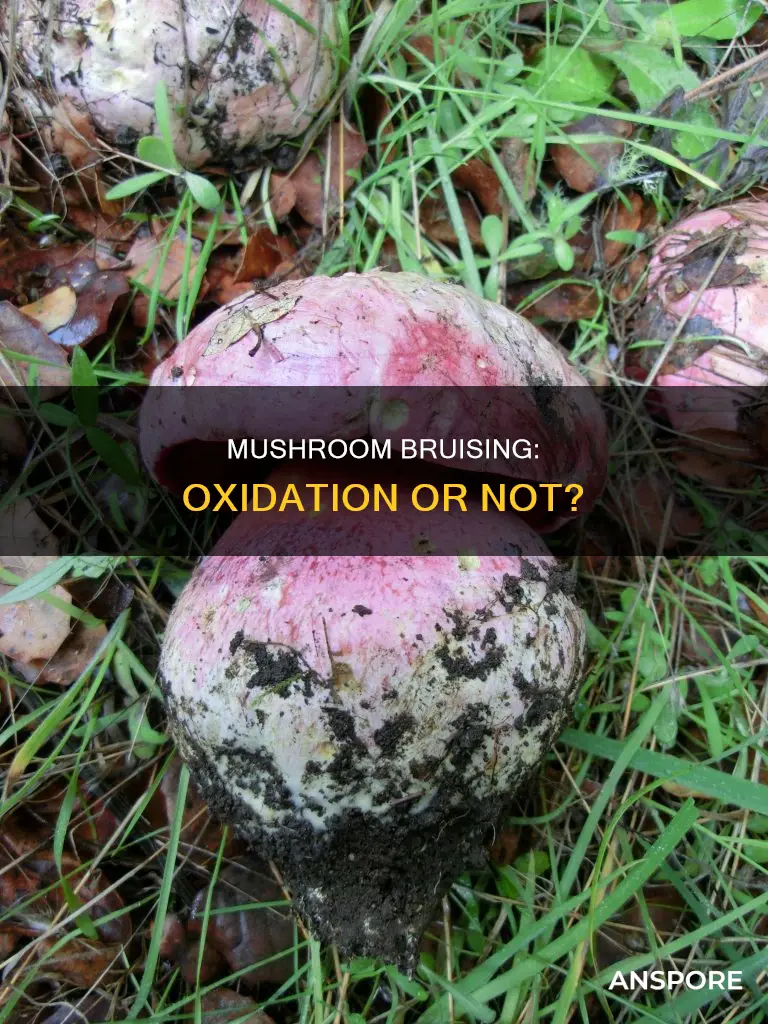 is mushroom bruising oxidation