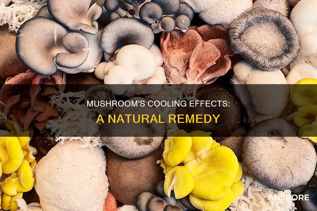 is mushroom cold for body