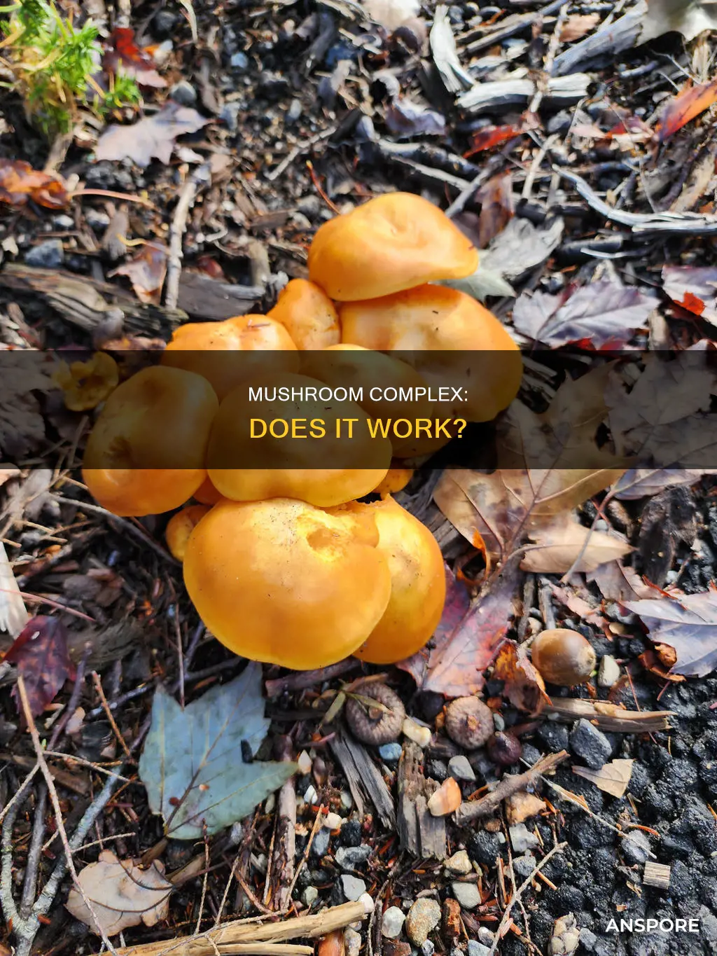 is mushroom complex effective
