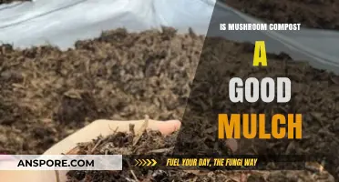 Mushroom Compost as Mulch: Benefits, Uses, and Gardening Tips