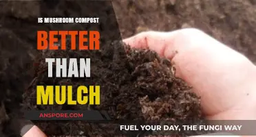 Mushroom Compost vs. Mulch: Which Boosts Your Garden Best?