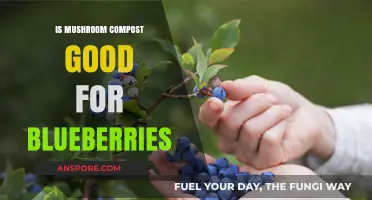 Mushroom Compost Benefits: Boosting Blueberry Growth and Soil Health