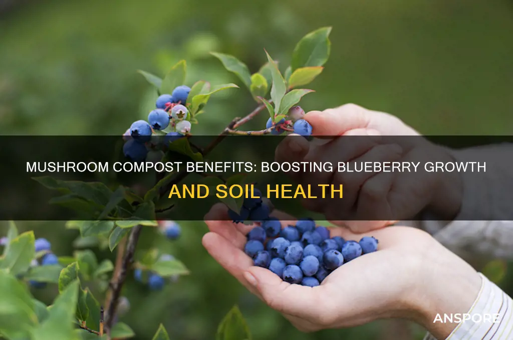 is mushroom compost good for blueberries