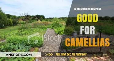 Mushroom Compost Benefits: Ideal Soil Amendment for Healthy Camellia Growth