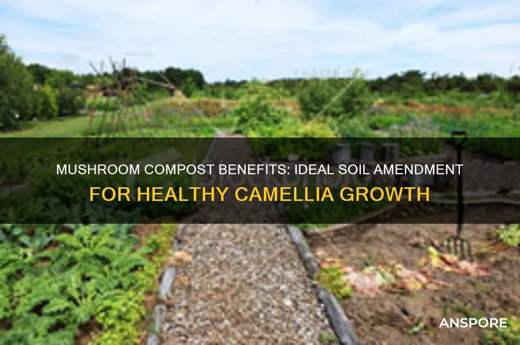 is mushroom compost good for camellias