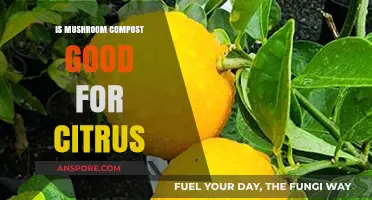 Boost Your Citrus Trees: Benefits of Mushroom Compost for Healthy Growth