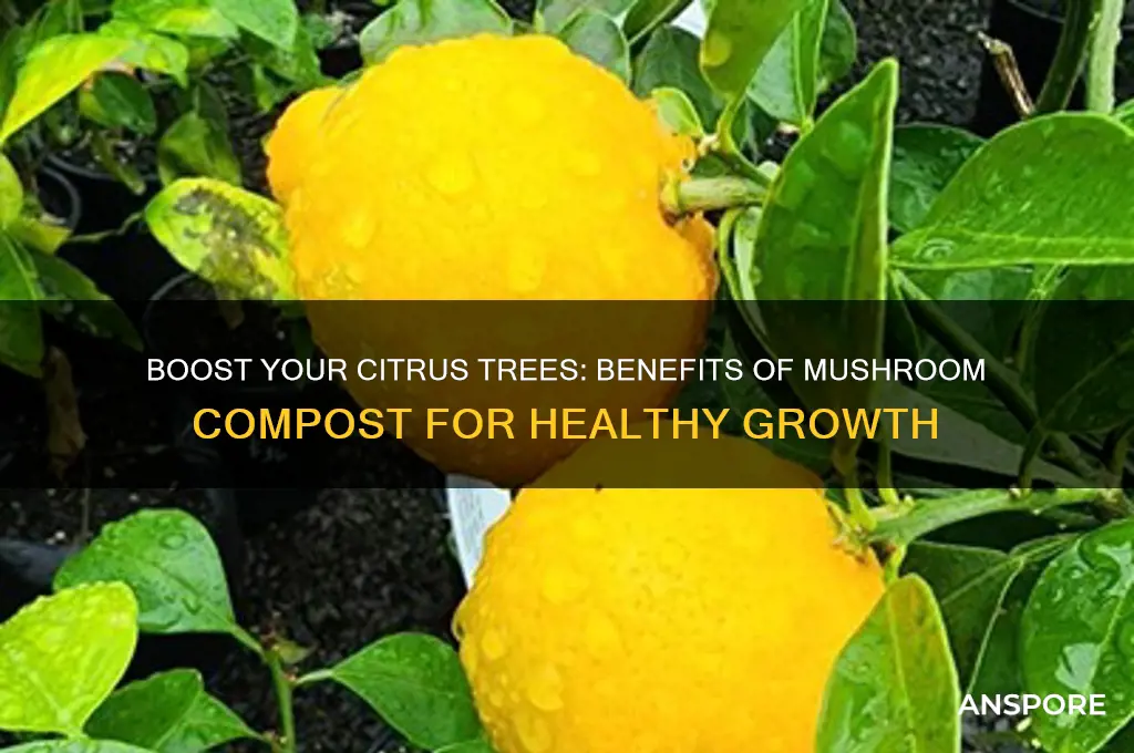 is mushroom compost good for citrus