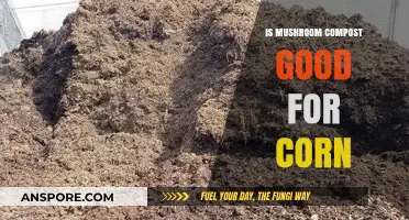 Boosting Corn Growth: Benefits of Using Mushroom Compost in Gardens
