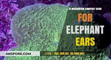 Mushroom Compost Benefits: Boosting Elephant Ear Plant Growth and Health