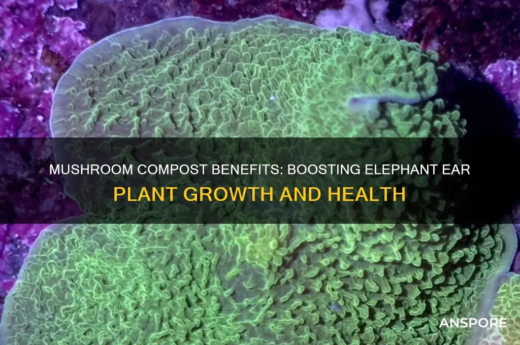 is mushroom compost good for elephant ears
