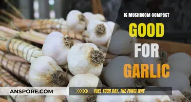 Boosting Garlic Growth: Benefits of Using Mushroom Compost in Gardens