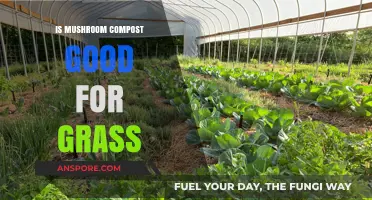 Boost Your Lawn: Mushroom Compost Benefits for Healthy, Vibrant Grass