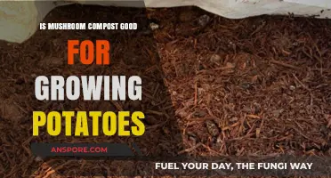 Mushroom Compost Benefits: Boosting Potato Growth in Your Garden