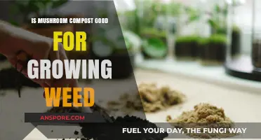 Mushroom Compost for Cannabis: Benefits, Risks, and Best Practices