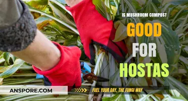 Mushroom Compost Benefits: Boosting Hosta Growth and Soil Health